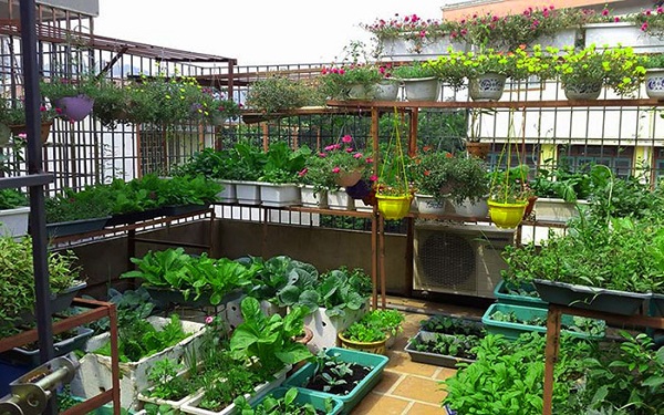 Chống nóng sân thượng bằng cách trồng nhiều cây xanh